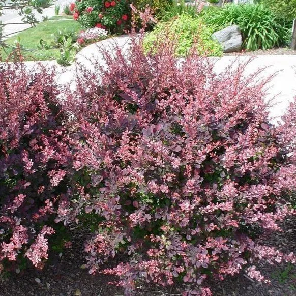 Barberry:  'Rose Glow' 8" (Bl)