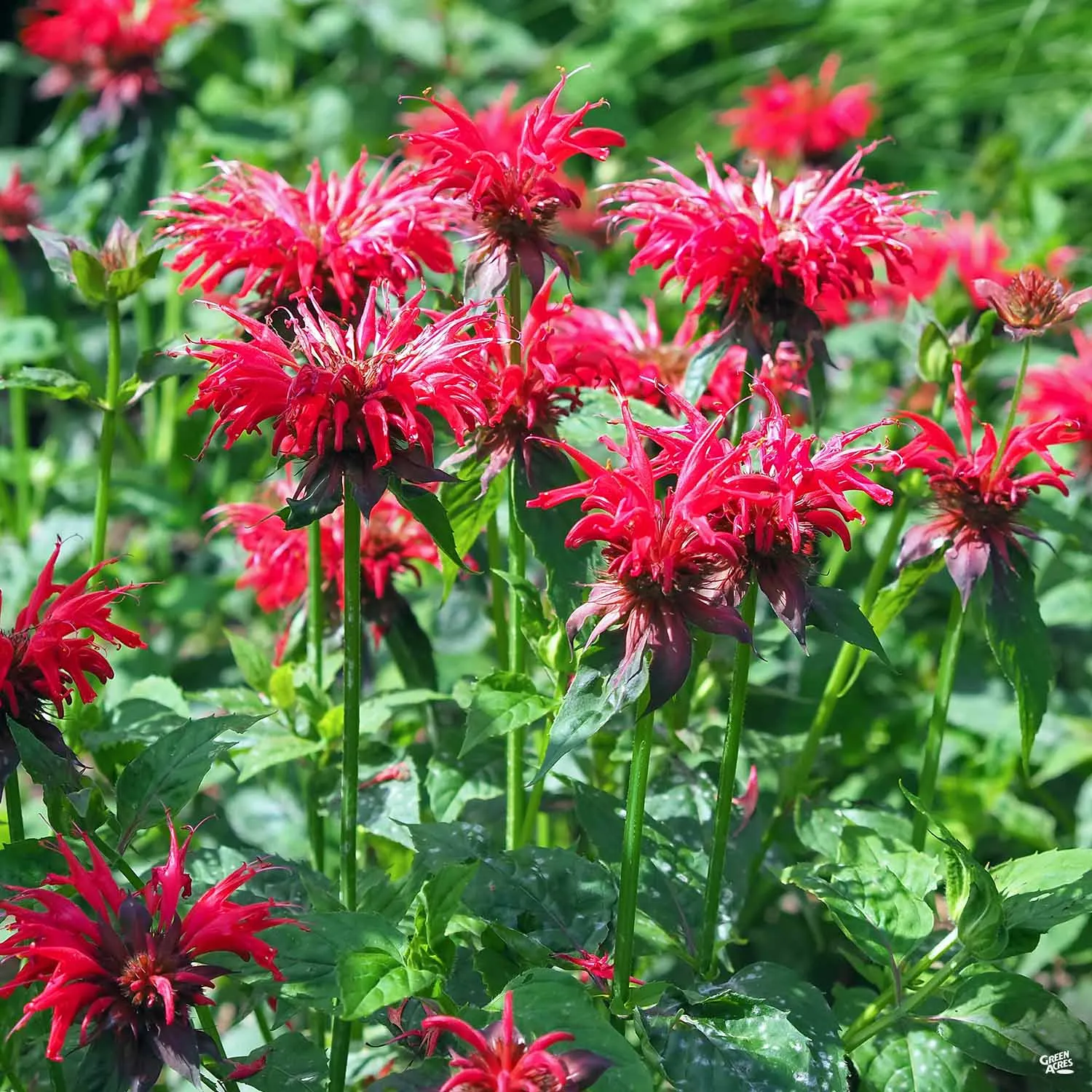 Bee Balm