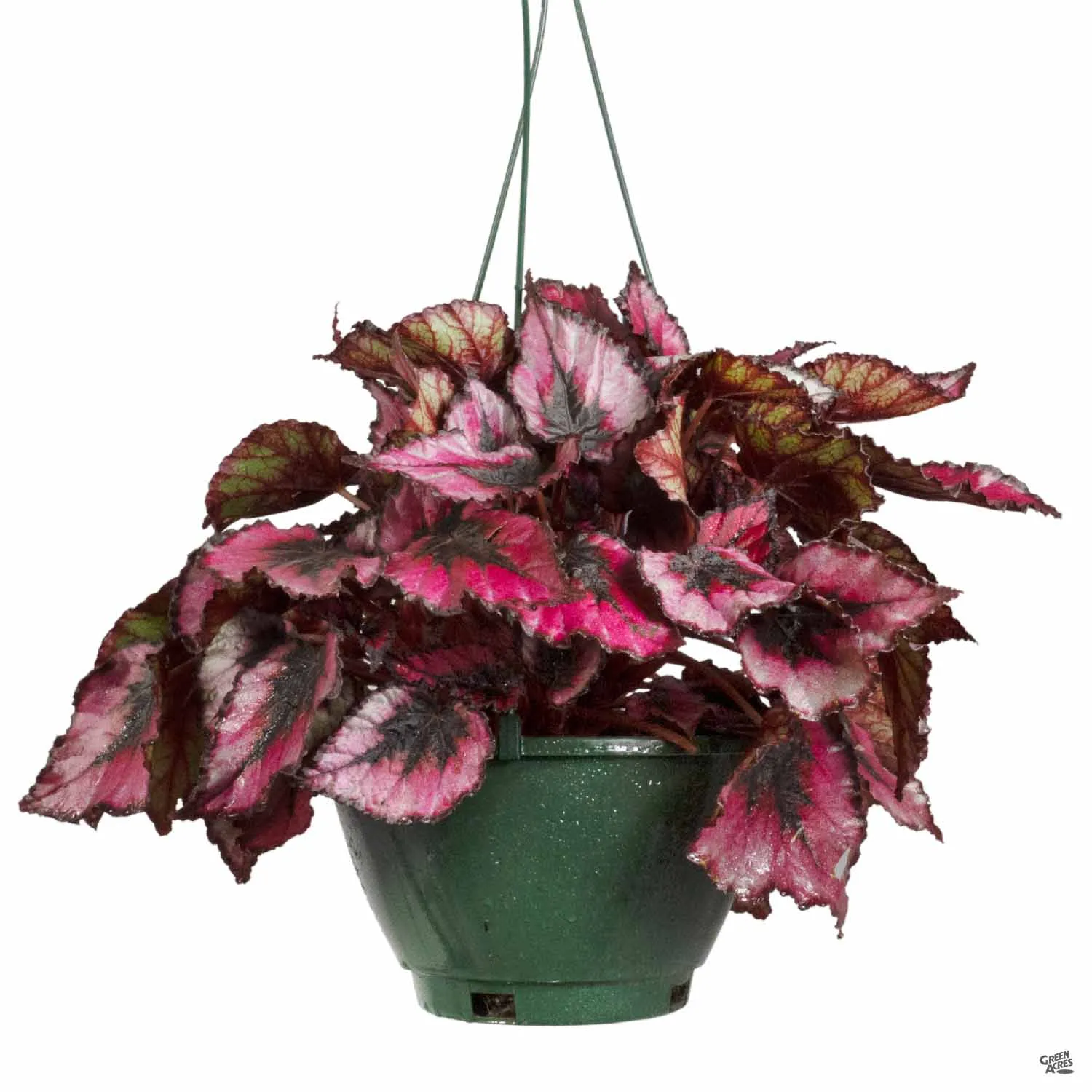 Begonia rex