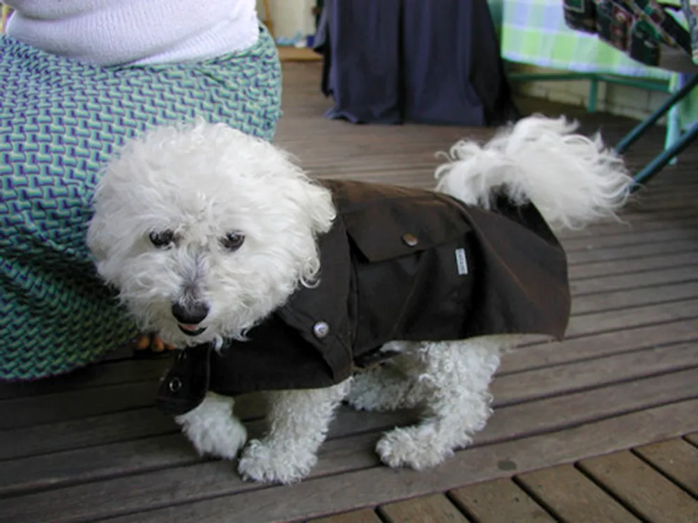 Doggy Drover Coat In Brown