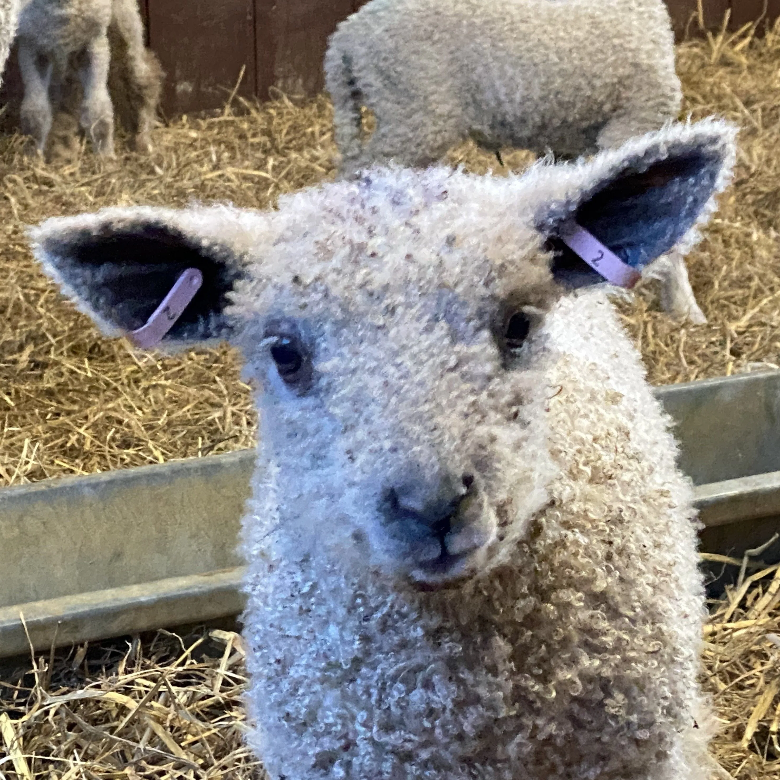 Home Farm Fair-Isle Slouch Beanie