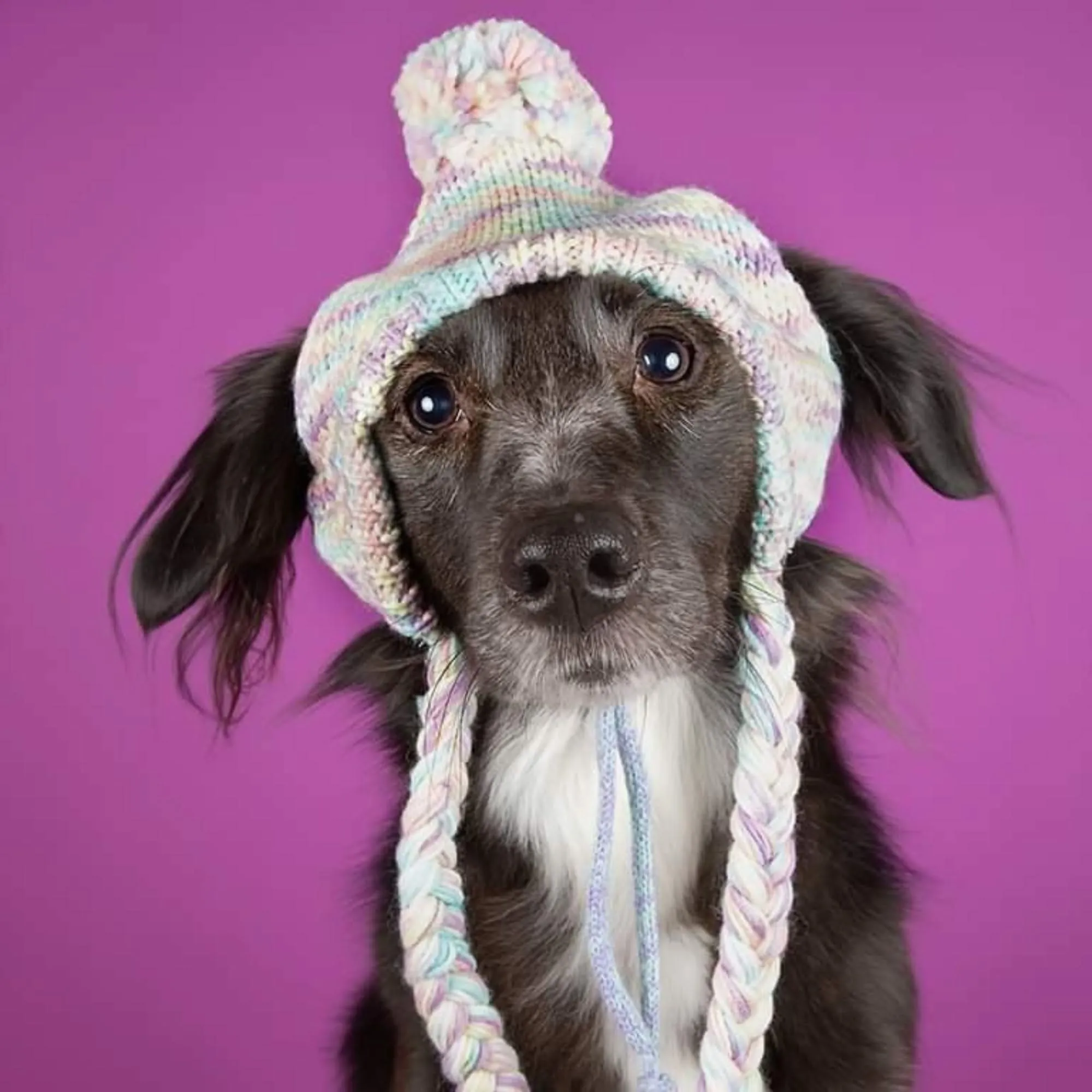 Knit Pom Pom Dog Beanie Hat - Pastel Icing