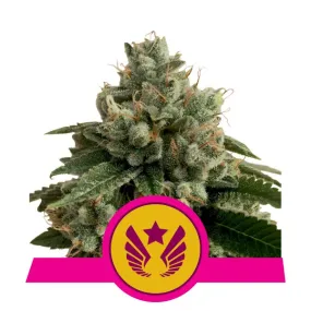 Royal Queen Seeds - Legendary Punch